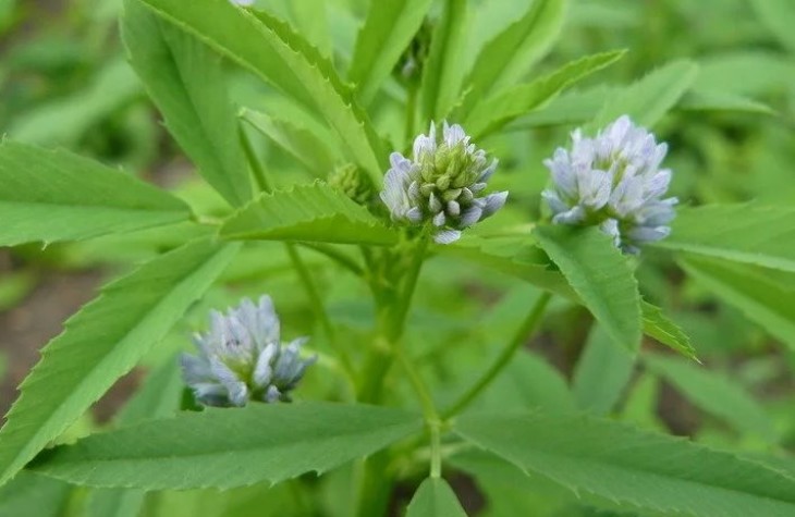 Пажитник голубой. Пажитник голубой (фенугрек, Шамбала, чаман). Trigonella caerulea. Пажитник голубой растение.