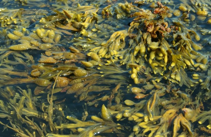 Морские водоросли фукусы польза и вред